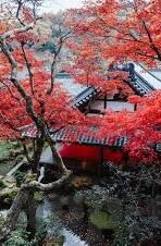 九游明日之后手游下载app优化-提升游戏体验，九游明日之后手游下载App优化攻略
